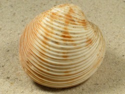 Globivenus rigida - Veneridae