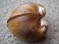 Glossus humanus - Glossidae