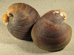 Glossus humanus - Glossidae