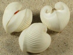 Meiocardia vulgaris - Glossidae