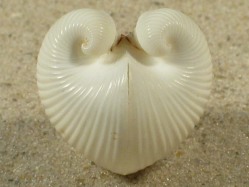 Meiocardia vulgaris - Glossidae
