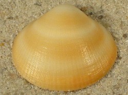 Glycymeris bimaculata - Glycymerididae