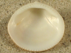 Glycymeris bimaculata - Glycymerididae