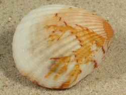 Tucetona canoa - Glycymerididae