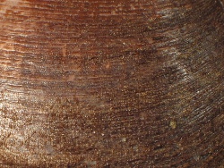 Glycymeris nummaria - Glycymerididae