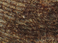 Glycymeris pilosa - Glycymerididae