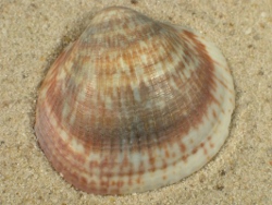 Glycymeris pilosa - Glycymerididae