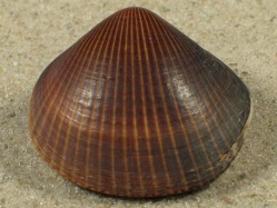 Glycymeris reevei - Glycymerididae