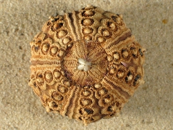 Goniocidaris tubaria - Cidaridae