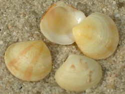 Gouldia minima - Veneridae