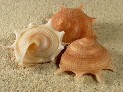 Guildfordia aculeata - Turbinidae