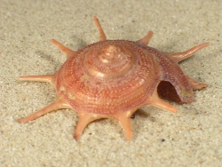 Guildfordia triumphans - Turbinidae