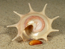 Guildfordia triumphans - Turbinidae