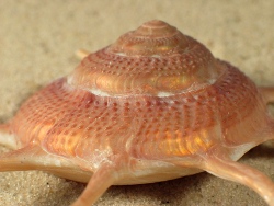 Guildfordia yoka - Turbinidae