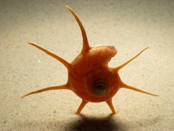 Guildfordia yoka - Turbinidae