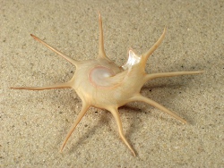 Guildfordia yoka - Turbinidae