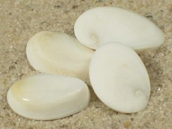 Guildfordia yoka - Turbinidae