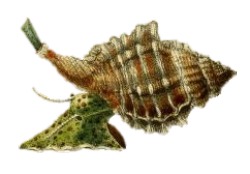 Gutturnium muricinum - Ranellidae