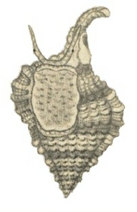 Gyrineum gyrinum - Ranellidae