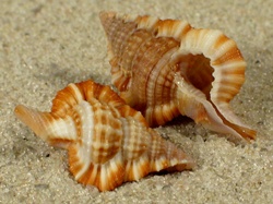 Gyrineum longicaudatum - Ranellidae