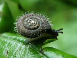 Cernuella virginata - Hygromiidae