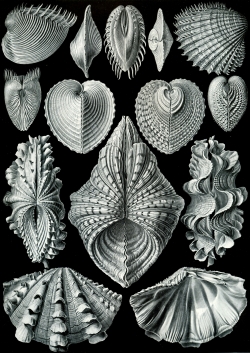 Acanthocardia aculeata - Cardiidae