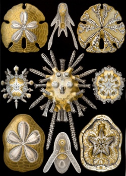 Echinocyamus pusillus - Fibulariidae