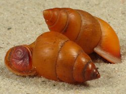 Hainesia crocea - Megalomastomatidae
