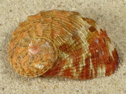 Haliotis clathrata - Haliotidae