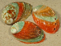 Haliotis discus - Haliotidae