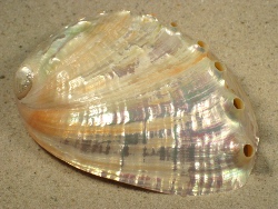 Haliotis discus - Haliotidae