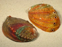 Haliotis discus - Haliotidae