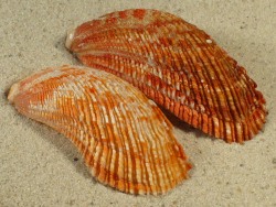 Haliotis elegans - Haliotidae