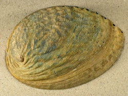 Haliotis iris - Haliotidae