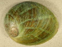 Haliotis laevigata - Haliotidae