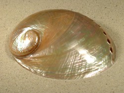 Haliotis laevigata - Haliotidae