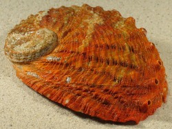 Haliotis rubra rubra - Haliotidae