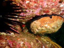 Haliotis rubra - Haliotidae