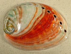 Haliotis rufescens - Haliotidae