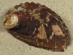 Haliotis speciosa - Haliotidae