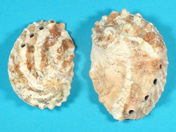 Haliotis ovina vulcanicus - Haliotidae