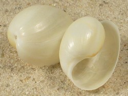 Haminoea hydatis - Haminoeidae