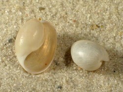 Haminoea navicula - Haminoeidae