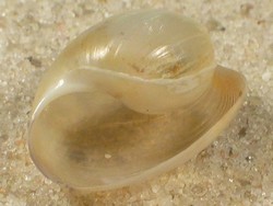 Haminoea navicula - Haminoeidae