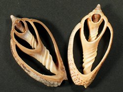 Cymbiola Harpulina lapponica - Volutidae