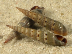 Hastula strigilata - Terebridae