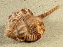 Vokesimurex dentifer - Muricidae