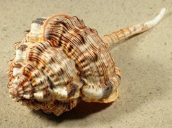 Haustellum haustellum - Muricidae