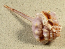 Haustellum vicdani - Muricidae