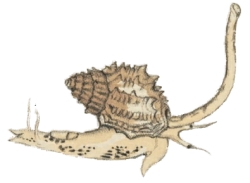 Nassarius horridus - Nassariidae